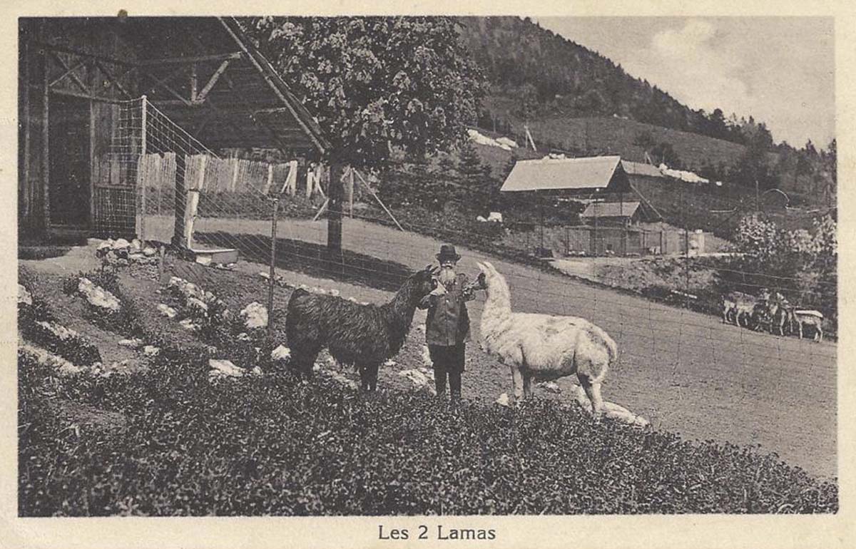 Les Geneveys-sur-Coffrane - Parc d'acclimatation, Camille Droz et les 2 lamas, 1937