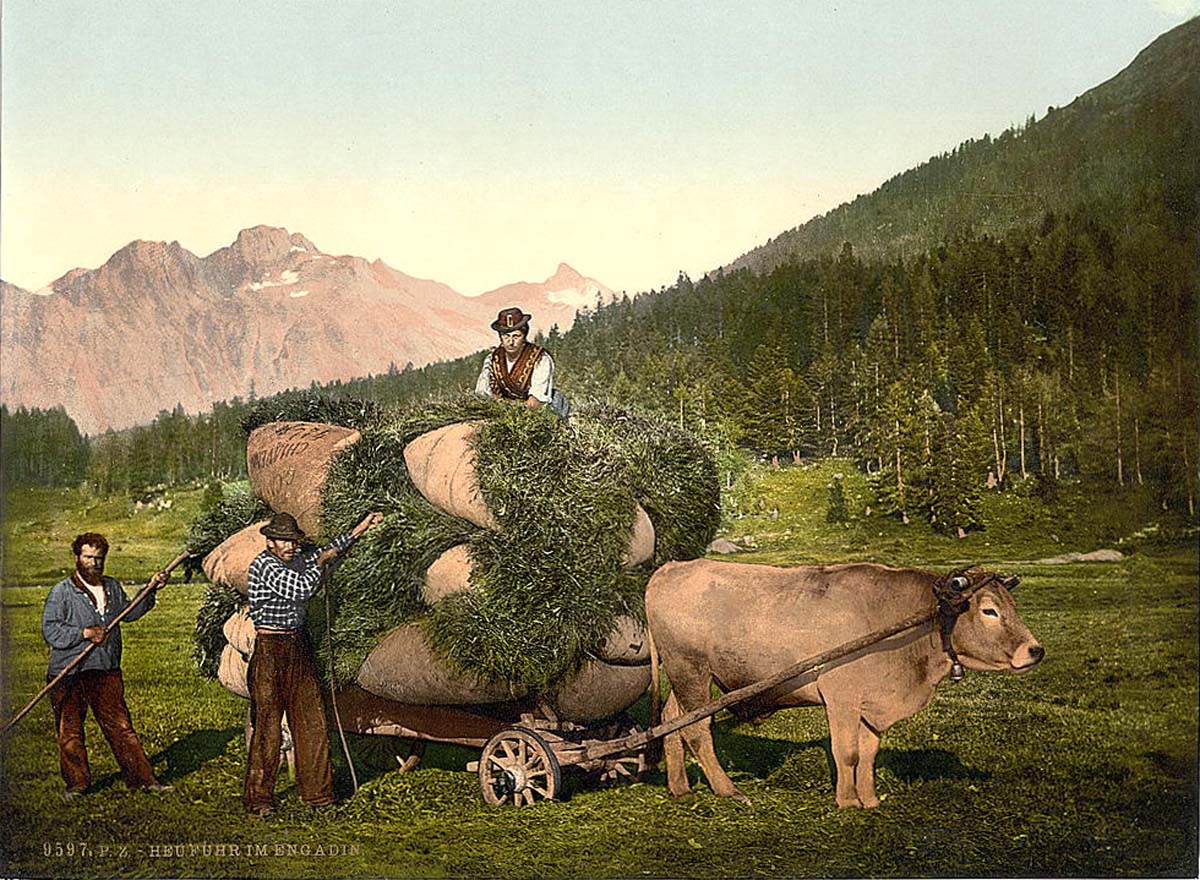 Grisons (Graubünden). Engadine, carrying hay, circa 1890
