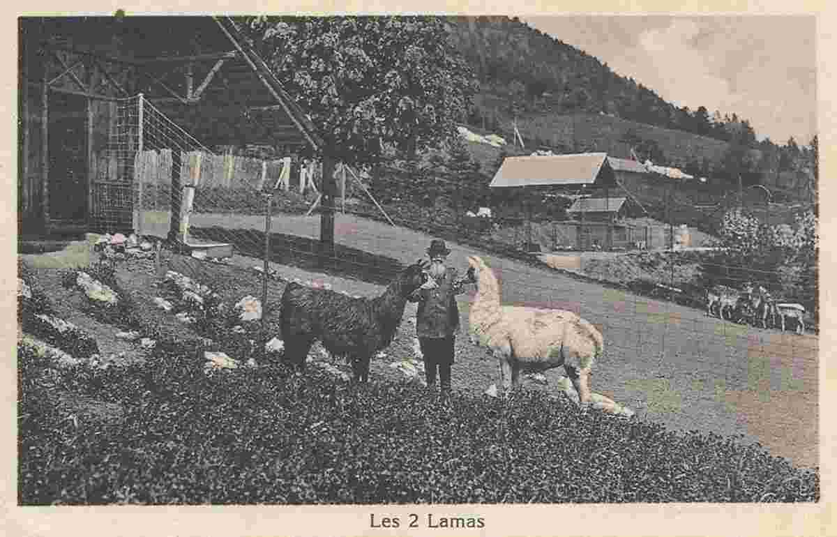 Val-de-Ruz. Les Geneveys-sur-Coffrane - Parc d'acclimatation, Camille Droz et les 2 lamas, 1937