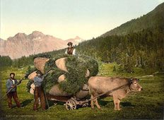 Grisons. Engadine, carrying hay, circa 1890