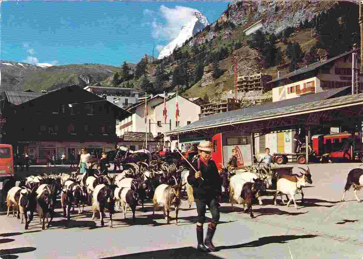 Zermatt. Ziegen am Bahnhofplatz, 1977